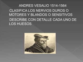 ANDRES VESALIO 1514-1564
CLASIFICA LOS NERVIOS DUROS O
MOTORES Y BLANDOS O SENSITIVOS
DESCRIBE CON DETALLE CADA UNO DE
LOS HUESOS
 