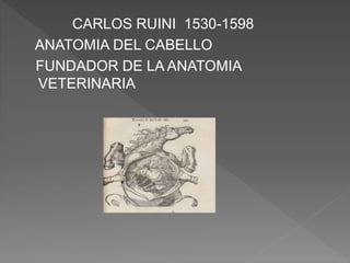 CARLOS RUINI 1530-1598
ANATOMIA DEL CABELLO
FUNDADOR DE LA ANATOMIA
VETERINARIA
 