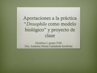 Aportaciones a la práctica
“Drosophila como modelo
biológico” y proyecto de
clase
Genética I, grupo 5182
Dra. América Nitxin Castañeda Sortibrán
 