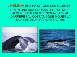 L’ HELENA  ENS HA DIT QUE LES BALENES TENEN UNA CUA GROSSA I FORTA. QUE ALGUNES BALENES TENEN ALETES AL DARRERE I AL COSTAT. I QUE MOUEN LA CUA PER ANAR RÀPID O SALTAR. 