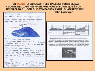 EN  JAUME  HA EXPLICAT: ” LES BALENES TENEN EL NAS  A SOBRE DEL CAP I RESPIREN AMB AQUEST FORAT QUE ÉS ON TENEN EL NAS. I, COM QUE S’EMPASSEN AIGUA, QUAN RESPIREN  TIREN L’AIGUA.” 