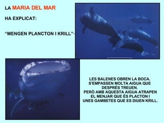 LES BALENES OBREN LA BOCA.  S'EMPASSEN MOLTA AIGUA QUE  DESPRÉS TREUEN.  PERÒ AMB AQUESTA AIGUA ATRAPEN EL MENJAR QUE ÉS PLACTON I  UNES GAMBETES QUE ES DIUEN KRILL. LA  MARIA DEL MAR HA EXPLICAT: “ MENGEN PLANCTON I KRILL”· 