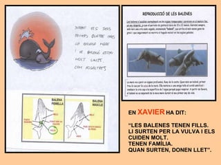 EN  XAVIER  HA DIT: “ LES BALENES TENEN FILLS. LI SURTEN PER LA VULVA I ELS CUIDEN MOLT. TENEN FAMÍLIA. QUAN SURTEN, DONEN LLET”. 