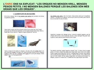 L’ ENRIC  ENS HA EXPLICAT: “LES ORQUES NO MENGEN KRILL, MENGEN PEIXOS PETITS. I NO MENGEN BALENES PERQUÈ LES BALENES SÓN MÉS  GRANS QUE LES ORQUES”. 