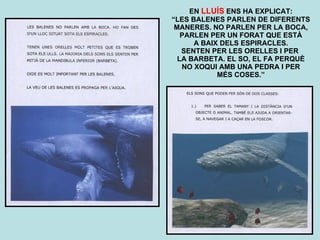 EN  LLUÍS  ENS HA EXPLICAT: “ LES BALENES PARLEN DE DIFERENTS MANERES. NO PARLEN PER LA BOCA, PARLEN PER UN FORAT QUE ESTÀ A BAIX DELS ESPIRACLES. SENTEN PER LES ORELLES I PER  LA BARBETA. EL SO, EL FA PERQUÈ NO XOQUI AMB UNA PEDRA I PER MÉS COSES.” 