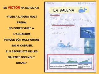 EN  VÍCTOR  HA EXPLICAT: “ VIUEN A L’AIGUA MOLT  FREDA. NO PODEN VIURE A  L’AQUARIUM PERQUÈ SÓN MOLT GRANS I NO HI CABRIEN. ELS ESQUELETS DE LES BALENES SÓN MOLT  GRANS.” 