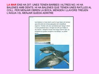 LA MAR  ENS HA DIT: UNES TENEN BARBES I ALTRES NO. HI HA BALENES AMB DENTS. HI HA BALENES QUE TENEN UNES RATLLES AL COLL. PER MENJAR OBREN LA BOCA, MENGEN I LLAVORS TREUEN L’AIGUA I EL MENJAR QUEDA ADINTRE 