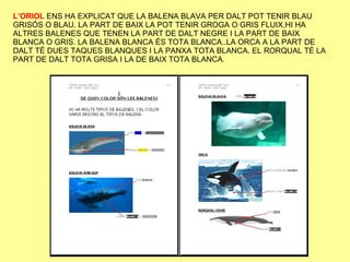 L’ORIOL  ENS HA EXPLICAT QUE LA BALENA BLAVA PER DALT POT TENIR BLAU GRISÓS O BLAU. LA PART DE BAIX LA POT TENIR GROGA O GRIS FLUIX.HI HA ALTRES BALENES QUE TENEN LA PART DE DALT NEGRE I LA PART DE BAIX BLANCA O GRIS. LA BALENA BLANCA ÉS TOTA BLANCA..LA ORCA A LA PART DE DALT TÉ DUES TAQUES BLANQUES I LA PANXA TOTA BLANCA. EL RORQUAL TÉ LA PART DE DALT TOTA GRISA I LA DE BAIX TOTA BLANCA . 
