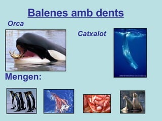 Orca Catxalot Mengen: Balenes amb dents 