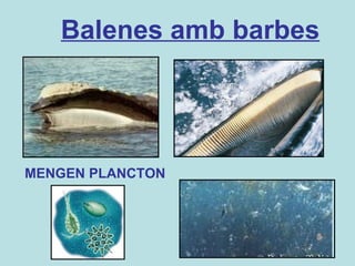Balenes amb barbes MENGEN PLANCTON 