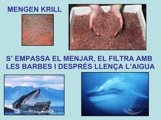 MENGEN KRILL S’ EMPASSA EL MENJAR, EL FILTRA AMB  LES BARBES I DESPRÉS LLENÇA L’AIGUA 