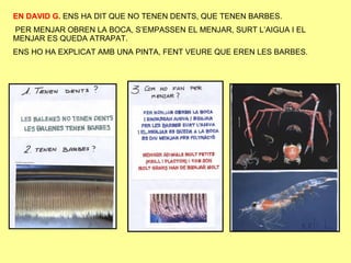 EN DAVID G.  ENS HA DIT QUE NO TENEN DENTS, QUE TENEN BARBES. PER MENJAR OBREN LA BOCA, S’EMPASSEN EL MENJAR, SURT L’AIGUA I EL MENJAR ES QUEDA ATRAPAT. ENS HO HA EXPLICAT AMB UNA PINTA, FENT VEURE QUE EREN LES BARBES. 