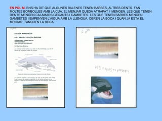 EN POL M.  ENS HA DIT QUE ALGUNES BALENES TENEN BARBES, ALTRES DENTS. FAN MOLTES BOMBOLLES AMB LA CUA, EL MENJAR QUEDA ATRAPAT I  MENGEN. LES QUE TENEN DENTS MENGEN CALAMARS GEGANTS I GAMBETES. LES QUE TENEN BARBES MENGEN GAMBETES I EMPENYEN L’AIGUA AMB LA LLENGUA. OBREN LA BOCA I QUAN JA ESTÀ EL MENJAR, TANQUEN LA BOCA. 