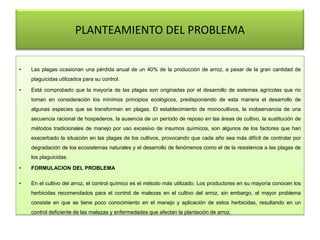 PLANTEAMIENTO DEL PROBLEMA
• Las plagas ocasionan una pérdida anual de un 40% de la producción de arroz, a pesar de la gran cantidad de
plaguicidas utilizados para su control.
• Está comprobado que la mayoría de las plagas son originadas por el desarrollo de sistemas agrícolas que no
toman en consideración los mínimos principios ecológicos, predisponiendo de esta manera el desarrollo de
algunas especies que se transforman en plagas. El establecimiento de monocultivos, la inobservancia de una
secuencia racional de hospederos, la ausencia de un período de reposo en las áreas de cultivo, la sustitución de
métodos tradicionales de manejo por uso excesivo de insumos químicos, son algunos de los factores que han
exacerbado la situación en las plagas de los cultivos, provocando que cada año sea más difícil de controlar por
degradación de los ecosistemas naturales y el desarrollo de fenómenos como el de la resistencia a las plagas de
los plaguicidas.
• FORMULACION DEL PROBLEMA
• En el cultivo del arroz, el control químico es el método más utilizado. Los productores en su mayoría conocen los
herbicidas recomendados para el control de malezas en el cultivo del arroz, sin embargo, el mayor problema
consiste en que se tiene poco conocimiento en el manejo y aplicación de estos herbicidas, resultando en un
control deficiente de las malezas y enfermedades que afectan la plantación de arroz.
 