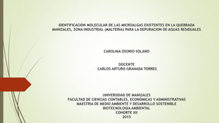 IDENTIFICACION MOLECULAR DE LAS MICROALGAS EXISTENTES EN LA QUEBRADA
MANIZALES, ZONA INDUSTRIAL (MALTERIA) PARA LA DEPURACION DE AGUAS RESIDUALES
CAROLINA OSORIO SOLANO
DOCENTE
CARLOS ARTURO GRANADA TORRES
UNIVERSIDAD DE MANIZALES
FACULTAD DE CIENCIAS CONTABLES, ECONÓMICAS Y ADMINISTRATIVAS
MAESTRIA DE MEDIO AMBIENTE Y DESARROLLO SOSTENIBLE
BIOTECNOLOGIA AMBIENTAL
COHORTE XII
2015
 
