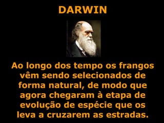 DARWIN Ao longo dos tempo os frangos vêm sendo selecionados de forma natural, de modo que agora chegaram à etapa de evolução de espécie que os leva a cruzarem as estradas. 