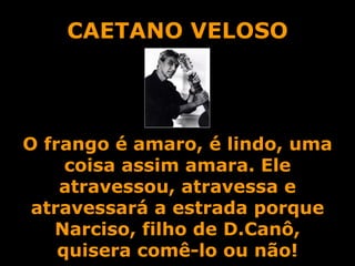 CAETANO VELOSO O frango é amaro, é lindo, uma coisa assim amara. Ele atravessou, atravessa e atravessará a estrada porque Narciso, filho de D.Canô, quisera comê-lo ou não! 