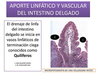 APORTE LINFÁTICO Y VASCULAR
DEL INTESTINO DELGADO
El drenaje de linfa
del intestino
delgado se inicia en
vasos linfáticos de
terminación ciega
conocidos como
Quilíferos

2
1

1.-VASO QUILIFERO CENTRAL
2.-CÈL. MUSCULARES LISAS

MICROFOTOGRAFÌA DE UNA VELLOSIDAD INTEST.

 