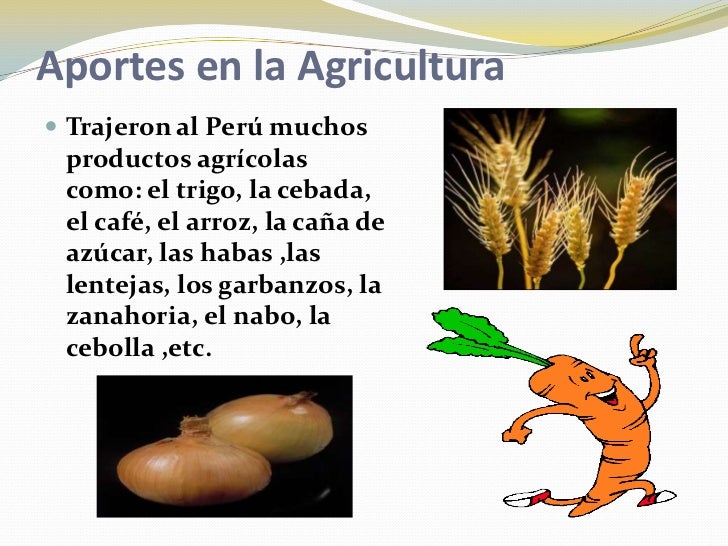 Resultado de imagen para EL TRIGO INTRODUJERON LOS ESPAÑOLES