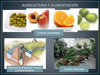Sistemas de irrigación: la noria 
y red de acequias 
Jardines botánicos 
Cultivos comestibles 
 