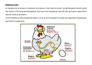 REPRODUCCIÓN:
La reproducción se produce a comienzos de primavera y dura hasta el verano. Las gallinas ponen durante varios
días entre 8 y 10 huevos aproximadamente. Ese huevo será incubado por unos 20" días, para que se desarrolle el
embrión, hasta su nacimiento.
A las 8 semanas ya tienen plumaje del adulto y cerca de las 10 semanas de nacidos son expulsados del grupo para
que formen su grupo solos.
 