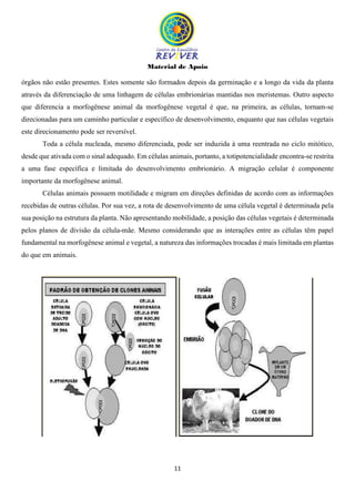 Material de Apoio
11
órgãos não estão presentes. Estes somente são formados depois da germinação e a longo da vida da planta
através da diferenciação de uma linhagem de células embrionárias mantidas nos meristemas. Outro aspecto
que diferencia a morfogênese animal da morfogênese vegetal é que, na primeira, as células, tornam-se
direcionadas para um caminho particular e específico de desenvolvimento, enquanto que nas células vegetais
este direcionamento pode ser reversível.
Toda a célula nucleada, mesmo diferenciada, pode ser induzida à uma reentrada no ciclo mitótico,
desde que ativada com o sinal adequado. Em células animais, portanto, a totipotencialidade encontra-se restrita
a uma fase específica e limitada do desenvolvimento embrionário. A migração celular é componente
importante da morfogênese animal.
Células animais possuem motilidade e migram em direções definidas de acordo com as informações
recebidas de outras células. Por sua vez, a rota de desenvolvimento de uma célula vegetal é determinada pela
sua posição na estrutura da planta. Não apresentando mobilidade, a posição das células vegetais é determinada
pelos planos de divisão da célula-mãe. Mesmo considerando que as interações entre as células têm papel
fundamental na morfogênese animal e vegetal, a natureza das informações trocadas é mais limitada em plantas
do que em animais.
 