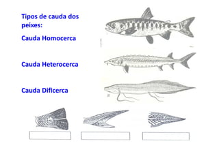 Tipos de cauda dos
peixes:
Cauda Homocerca


Cauda Heterocerca


Cauda Dificerca
 