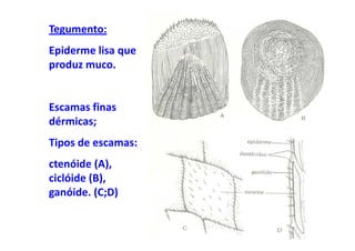 Tegumento:
Epiderme lisa que
produz muco.


Escamas finas
dérmicas;
Tipos de escamas:
ctenóide (A),
ciclóide (B),
ganóide. (C;D)
 