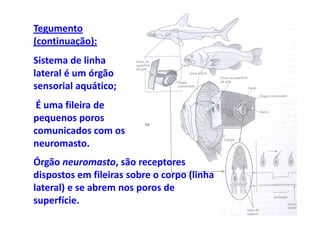 Tegumento
(continuação):
Sistema de linha
lateral é um órgão
sensorial aquático;
 É uma fileira de
pequenos poros
comunicados com os
neuromasto.
Órgão neuromasto, são receptores
dispostos em fileiras sobre o corpo (linha
lateral) e se abrem nos poros de
superfície.
 
