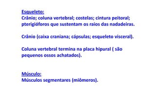 Esqueleto:
Crânio; coluna vertebral; costelas; cintura peitoral;
pterigióforos que sustentam os raios das nadadeiras.

Crânio (caixa craniana; cápsulas; esqueleto visceral).

Coluna vertebral termina na placa hipural ( são
pequenos ossos achatados).


Músculo:
Músculos segmentares (miômeros).
 