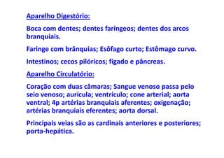 Aparelho Digestório:
Boca com dentes; dentes faríngeos; dentes dos arcos
branquiais.
Faringe com brânquias; Esôfago curto; Estômago curvo.
Intestinos; cecos pilóricos; fígado e pâncreas.
Aparelho Circulatório:
Coração com duas câmaras; Sangue venoso passa pelo
seio venoso; aurícula; ventrículo; cone arterial; aorta
ventral; 4p artérias branquiais aferentes; oxigenação;
artérias branquiais eferentes; aorta dorsal.
Principais veias são as cardinais anteriores e posteriores;
porta-hepática.
 