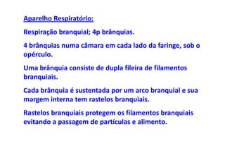 Aparelho Respiratório:
Respiração branquial; 4p brânquias.
4 brânquias numa câmara em cada lado da faringe, sob o
opérculo.
Uma brânquia consiste de dupla fileira de filamentos
branquiais.
Cada brânquia é sustentada por um arco branquial e sua
margem interna tem rastelos branquiais.
Rastelos branquiais protegem os filamentos branquiais
evitando a passagem de partículas e alimento.
 