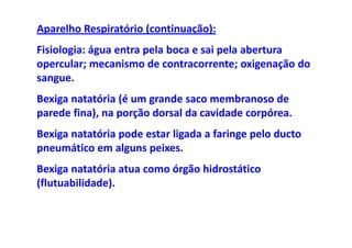 Aparelho Respiratório (continuação):
Fisiologia: água entra pela boca e sai pela abertura
opercular; mecanismo de contracorrente; oxigenação do
sangue.
Bexiga natatória (é um grande saco membranoso de
parede fina), na porção dorsal da cavidade corpórea.
Bexiga natatória pode estar ligada a faringe pelo ducto
pneumático em alguns peixes.
Bexiga natatória atua como órgão hidrostático
(flutuabilidade).
 