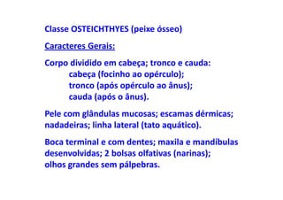 Classe OSTEICHTHYES (peixe ósseo)
Caracteres Gerais:
Corpo dividido em cabeça; tronco e cauda:
     cabeça (focinho ao opérculo);
     tronco (após opérculo ao ânus);
     cauda (após o ânus).
Pele com glândulas mucosas; escamas dérmicas;
nadadeiras; linha lateral (tato aquático).
Boca terminal e com dentes; maxila e mandíbulas
desenvolvidas; 2 bolsas olfativas (narinas);
olhos grandes sem pálpebras.
 