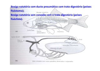 Bexiga natatória com ducto pneumático com trato digestório (peixes
fisóstomo);
Bexiga natatória sem conexão com o trato digestório (peixes
fisóclisto).
 