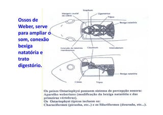 Ossos de
Weber, serve
para ampliar o
som, conexão
bexiga
natatória e
trato
digestório.
 