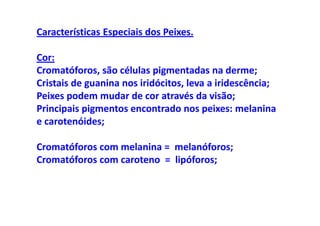 Características Especiais dos Peixes.

Cor:
Cromatóforos, são células pigmentadas na derme;
Cristais de guanina nos iridócitos, leva a iridescência;
Peixes podem mudar de cor através da visão;
Principais pigmentos encontrado nos peixes: melanina
e carotenóides;

Cromatóforos com melanina = melanóforos;
Cromatóforos com caroteno = lipóforos;
 