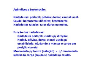 Apêndices e Locomoção:

Nadadeiras: peitoral; pélvica; dorsal; caudal; anal.
Cauda: homocerca; dificerca; heterocerca.
Nadadeiras raiadas: raios duros ou moles.

Função das nadadeiras:
   Nadadeira peitoral: usadas p/ direção;
   Nadad. pélvica, dorsal e anal usada p/
   estabilidade. Ajudando a manter o corpo em
   posição correta.
Movimento p/ frente (natação) = p/ movimento
lateral do corpo (cauda) e nadadeira caudal.
 