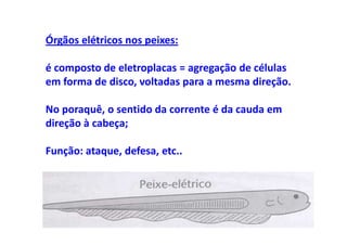 Órgãos elétricos nos peixes:

é composto de eletroplacas = agregação de células
em forma de disco, voltadas para a mesma direção.

No poraquê, o sentido da corrente é da cauda em
direção à cabeça;

Função: ataque, defesa, etc..
 