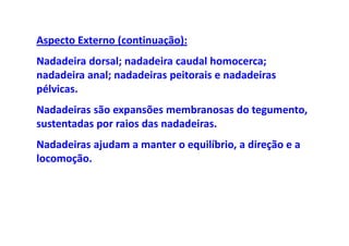 Aspecto Externo (continuação):
Nadadeira dorsal; nadadeira caudal homocerca;
nadadeira anal; nadadeiras peitorais e nadadeiras
pélvicas.
Nadadeiras são expansões membranosas do tegumento,
sustentadas por raios das nadadeiras.
Nadadeiras ajudam a manter o equilíbrio, a direção e a
locomoção.
 