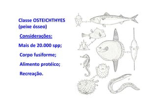 Classe OSTEICHTHYES
(peixe ósseo)
Considerações:
Mais de 20.000 spp;
Corpo fusiforme;
Alimento protéico;
Recreação.
 