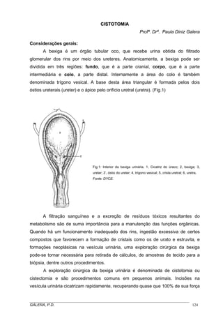 CISTOTOMIA
Profª. Drª. Paula Diniz Galera
Considerações gerais:
A bexiga é um órgão tubular oco, que recebe urina obtida do filtrado
glomerular dos rins por meio dos ureteres. Anatomicamente, a bexiga pode ser
dividida em três regiões: fundo, que é a parte cranial, corpo, que é a parte
intermediária e colo, a parte distal. Internamente a área do colo é também
denominada trígono vesical. A base desta área triangular é formada pelos dois
óstios ureterais (ureter) e o ápice pelo orifício uretral (uretra). (Fig.1)

Fig.1: Interior da bexiga urinária. 1, Cicatriz do úraco; 2, bexiga; 3,
ureter; 3’, óstio do ureter; 4, trígono vesical; 5, crista uretral; 6, uretra.
Fonte: DYCE.

A filtração sanguínea e a excreção de resíduos tóxicos resultantes do
metabolismo são de suma importância para a manutenção das funções orgânicas.
Quando há um funcionamento inadequado dos rins, ingestão excessiva de certos
compostos que favorecem a formação de cristais como os de urato e estruvita, e
formações neoplásicas na vesícula urinária, uma exploração cirúrgica da bexiga
pode-se tornar necessária para retirada de cálculos, de amostras de tecido para a
biópsia, dentre outros procedimentos.
A exploração cirúrgica da bexiga urinária é denominada de cistotomia ou
cistectomia e são procedimentos comuns em pequenos animais. Incisões na
vesícula urinária cicatrizam rapidamente, recuperando quase que 100% de sua força
_____________________________________________________________________________________
GALERA, P.D.
124

 