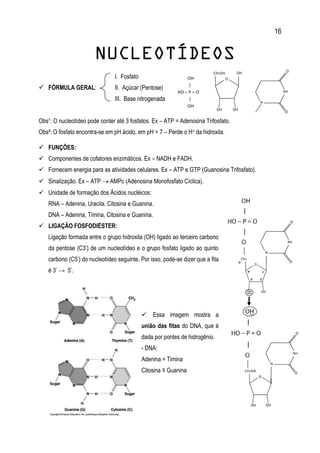 16
NUCLEOTÍDEOS
I. Fosfato
 FÓRMULA GERAL: II. Açúcar (Pentose)
III. Base nitrogenada
Obs¹: O nucleotídeo pode conter até 3 fosfatos. Ex – ATP = Adenosina Trifosfato.
Obs²: O fosfato encontra-se em pH ácido, em pH = 7 – Perde o H+ da hidroxila.
 FUNÇÕES:
 Componentes de cofatores enzimáticos. Ex – NADH e FADH.
 Fornecem energia para as atividades celulares. Ex – ATP e GTP (Guanosina Trifosfato).
 Sinalização. Ex – ATP  AMPc (Adenosina Monofosfato Cíclica).
 Unidade de formação dos Ácidos nucléicos:
RNA – Adenina, Uracila, Citosina e Guanina.
DNA – Adenina, Timina, Citosina e Guanina.
 LIGAÇÃO FOSFODIÉSTER:
Ligação formada entre o grupo hidroxila (OH) ligado ao terceiro carbono
da pentose (C3’) de um nucleotídeo e o grupo fosfato ligado ao quinto
carbono (C5’) do nucleotídeo seguinte. Por isso, pode-se dizer que a fita
é 3’ → 5’.
 Essa imagem mostra a
união das fitas do DNA, que é
dada por pontes de hidrogênio.
- DNA:
Adenina = Timina
Citosina ≡ Guanina
 