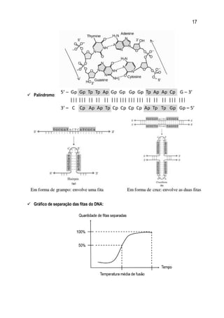 17
 Palíndromo:
 Gráfico de separação das fitas do DNA:
 