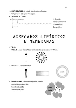 20
 ENSFINGOLIPÍDEO: Ao invés de glicerol, contém esfingosina.
 Enfingosina + 1 ácido graxo + Grupo polar.
 Se ao invés de X conter:
H: Ceramida.
Glicose: Cerebrosídeo.
Colina + Fosfato:
Esfingomielina.
AGREGADOS LIPÍDICOS
E MEMBRANAS
 TIPOS:
 MICELAS – Ácidos Graxos. Não possui água dentro, apenas cadeias hidrofóbicas.
 BICAMADA – Glicerofosfolipídeos.
 LIPOPROTEÍNAS: ↓ Quantidade de proteínas aumenta.
Muito baixa densidade (VLDL)
Baixa densidade (LDL)
Alta densidade (HDL)
Vesícula
 