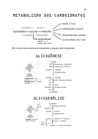 23
METABOLISMO DOS CARBOIDRATOS
Obs: A insulina exerce controle sobre a glicogênese e o glucagon sobre a glicogenólise.
GLICOGÊNESE
GLICOGENÓLISE
 