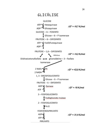 24
GLICÓLISE
∆Gº’ = -16,7 KJ/mol
∆Gº’ = -14,2 KJ/mol
∆Gº’ = +23,8 KJ/mol
∆Gº’ = -18 KJ/mol
∆Gº’ = -31,4 KJ/mol
 