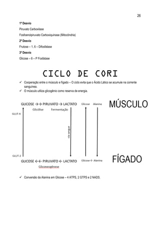 26
1º Desvio
Piruvato Carboxilase
Fosfoenolpiruvato Carboxiquinase (Mitocôndria)
2º Desvio
Frutose – 1, 6 – Difosfatase
3º Desvio
Glicose – 6 – P Fosfatase
CICLO DE CORI
 Cooperação entre o músculo e fígado – O ciclo evita que o Ácido Lático se acumule na corrente
sanguínea.
 O músculo utiliza glicogênio como reserva de energia.
 Conversão da Alanina em Glicose – 4 ATPS, 2 GTPS e 2 NADS.
 