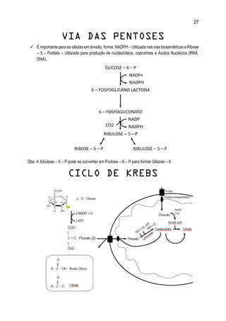 27
VIA DAS PENTOSES
 É importante para as células em divisão, forma: NADPH – Utilizada nas vias biossintéticas e Ribose
– 5 – Fosfato – Utilizada para produção de nucleotídeos, coenzimas e Ácidos Nucléicos (RNA,
DNA).
Obs: A Xibulose – 5 – P pode se converter em Frutose – 6 – P para formar Glicose – 6
CICLO DE KREBS
 