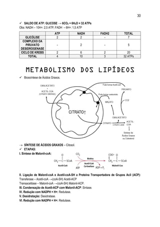 30
 SALDO DE ATP: GLICOSE → 6CO2 + 6H2O = 32 ATPs
Obs: NADH – 10H+: 2,5 ATP; FADH – 6H+: 1,5 ATP
ATP NADH FADH2 TOTAL
GLICÓLISE 2 2 - 7
COMPLEXO DA
PIRUVATO
DESIDROGENASE
- 2 - 5
CICLO DE KREBS 2 6 2 20
TOTAL 4 10 3 32 ATPs
METABOLISMO DOS LIPÍDEOS
 Biossíntese de Ácidos Graxos.
 SÍNTESE DE ÁCIDOS GRAXOS – Citosol.
 ETAPAS:
I. Síntese de Malonil-coA:
II. Ligação de Malonil-coA e Acetil-coA-SH a Proteína Transportadora de Grupos Acil (ACP):
Transferase – Acetil-coA →(coA-SH) Acetil-ACP
Transacetilase – Malonil-coA →(coA-SH) Malonil-ACP.
III. Condensação de Acetil-ACP com Malonil-ACP: Sintase.
IV. Redução com NADPH + H+: Redutase.
V. Desidratação: Desidratase.
VI. Redução com NADPH + H+: Redutase.
 